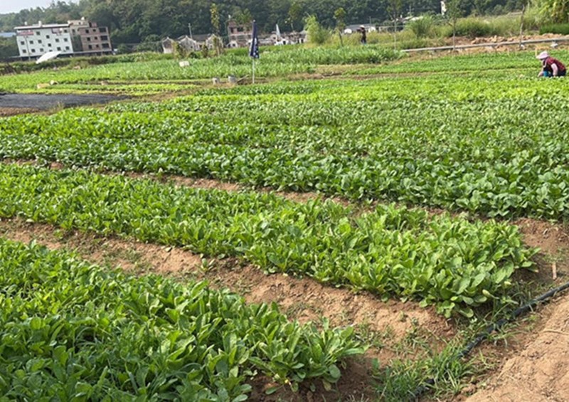 种植基地