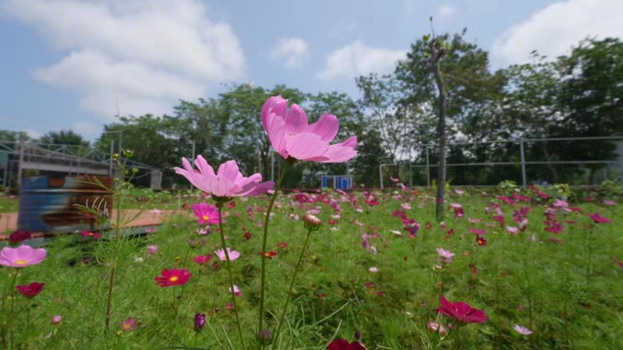 四季花海